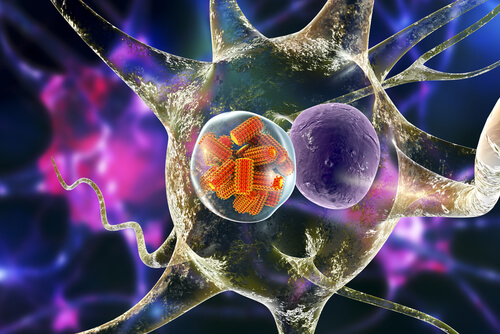 Ilustración en 3D del virus de la rabia en una neurona.