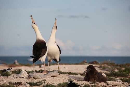 ¿Las hembras de albatros se 'divorcian' al ser maltratadas? Este estudio tiene la respuesta
