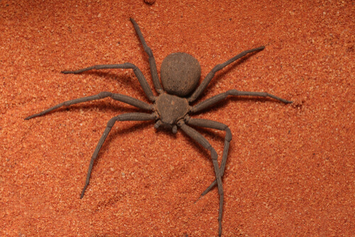 Las arañas sicario y su verdadera letalidad