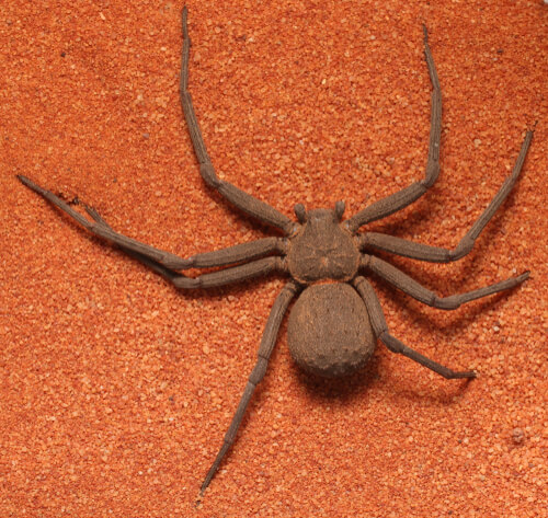 Otro ejemplar de araña sicario