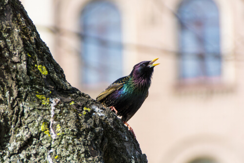 Los cantos de las aves pueden apreciarse desde casa.