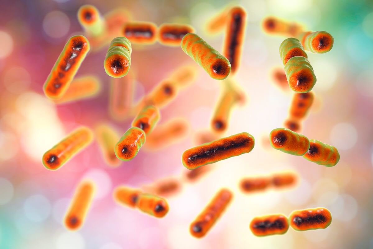 Las bacterias simbiontes se encuentran en el rumen.