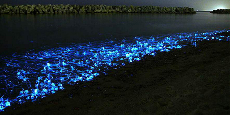 V. fischeri en la bahía japonesa de Toyama.