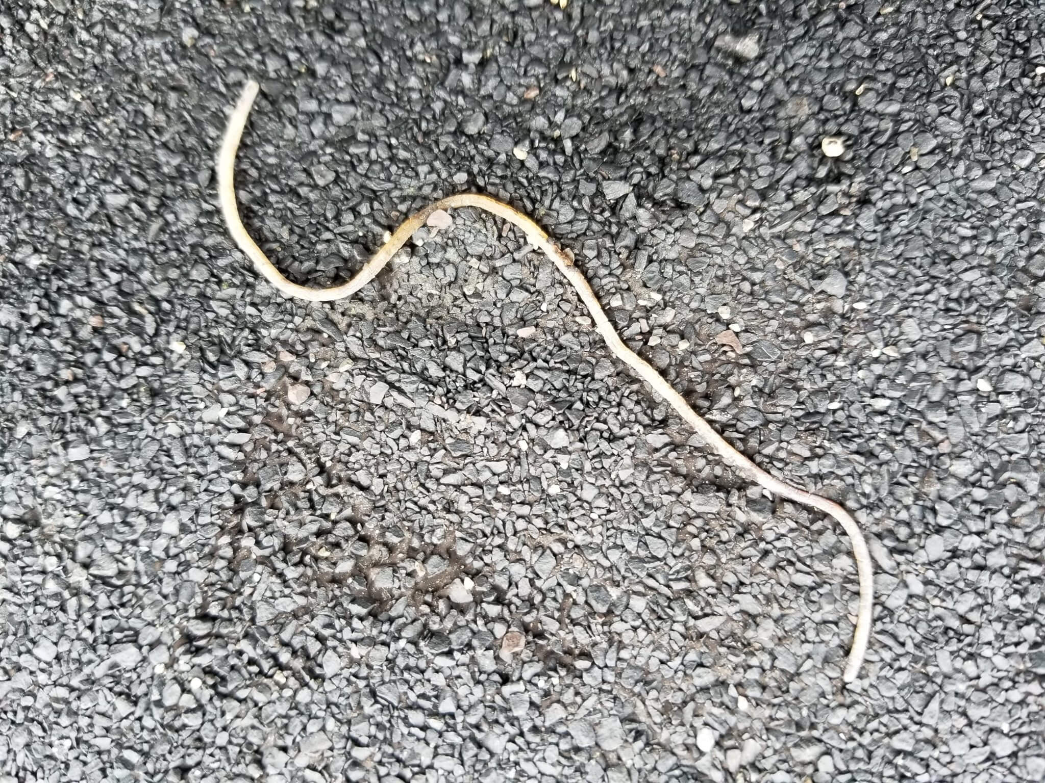 Baylisascaris procyonis.