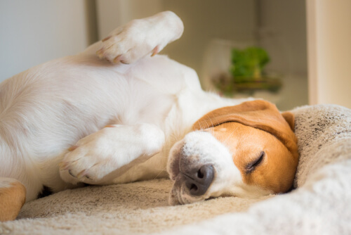 Beagle relajado durmiendo patas arriba.