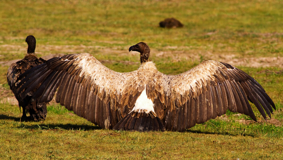 termorregulación en aves.