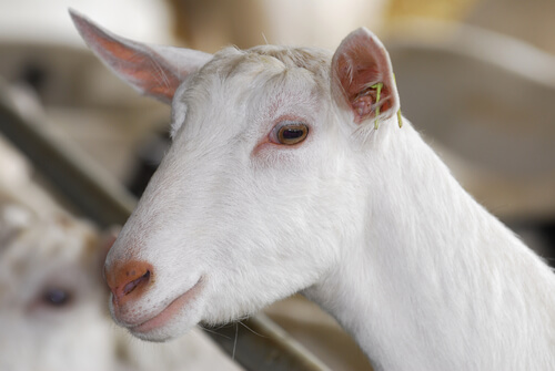 La cabra Saanen es la mejor lechera del mundo.