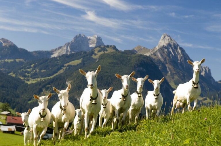 La cabra suiza Saanen: la mejor lechera del mundo