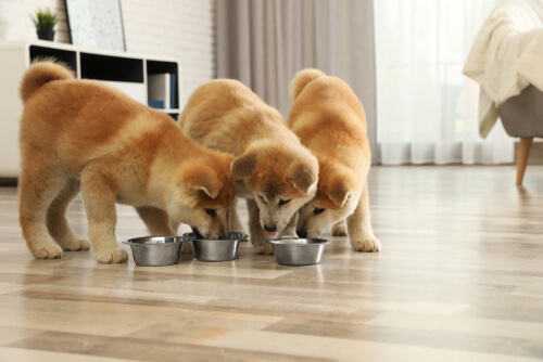 Cuccioli di Akita che mangiano.