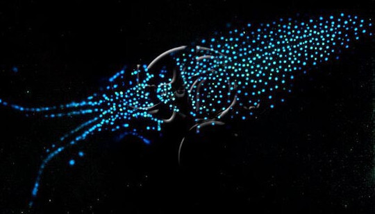 El calamar bioluminiscente, un ejemplo de simbiosis