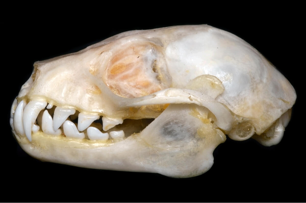 La calavera de un murciélago.