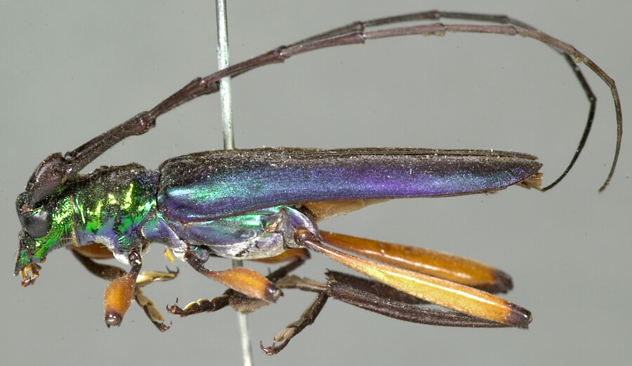 Callichroma splendidum.