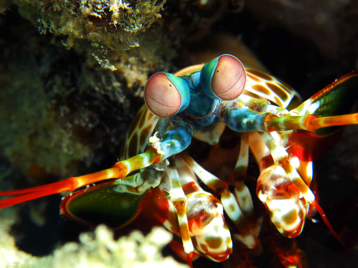Un camarón mantis saliendo de su guarida.