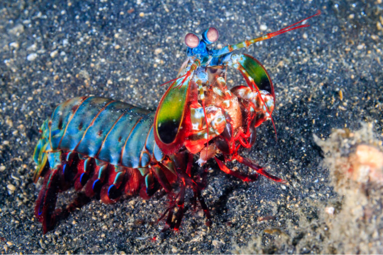 Camarones mantis: los imbatibles noqueadores marinos