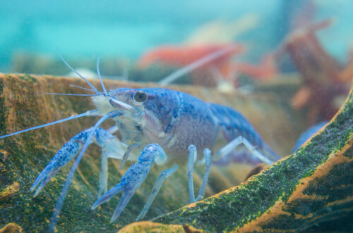 Cangrejo azul en su acuario.
