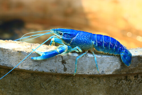 Cangrejo azul de río de perfil.