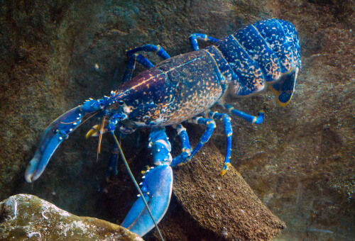 El cangrejo azul de río.