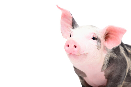 Esterilizar cerdos: ¿cuándo hacerlo?