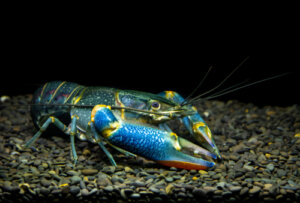 El cangrejo azul de río: un ser de Oceanía