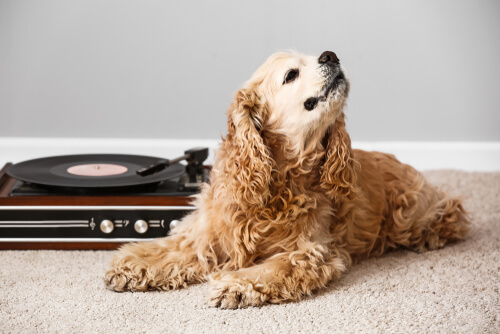 El efecto de la música en los animales es variado.