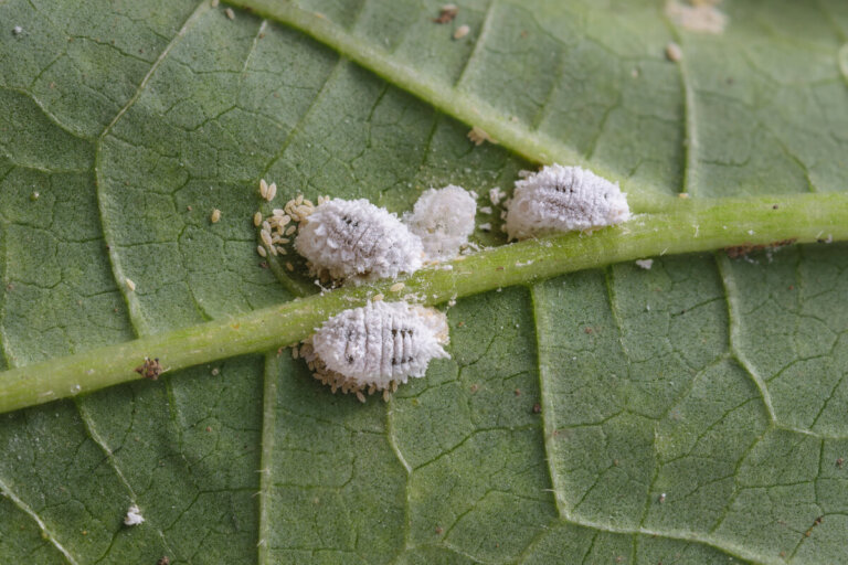 Insectos devastadores pero útiles