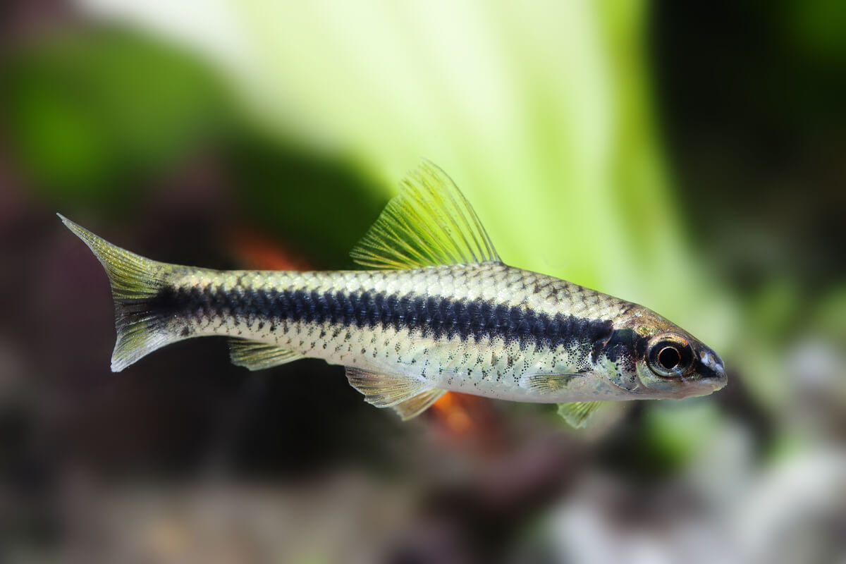 Uno de los peces comedores de algas.
