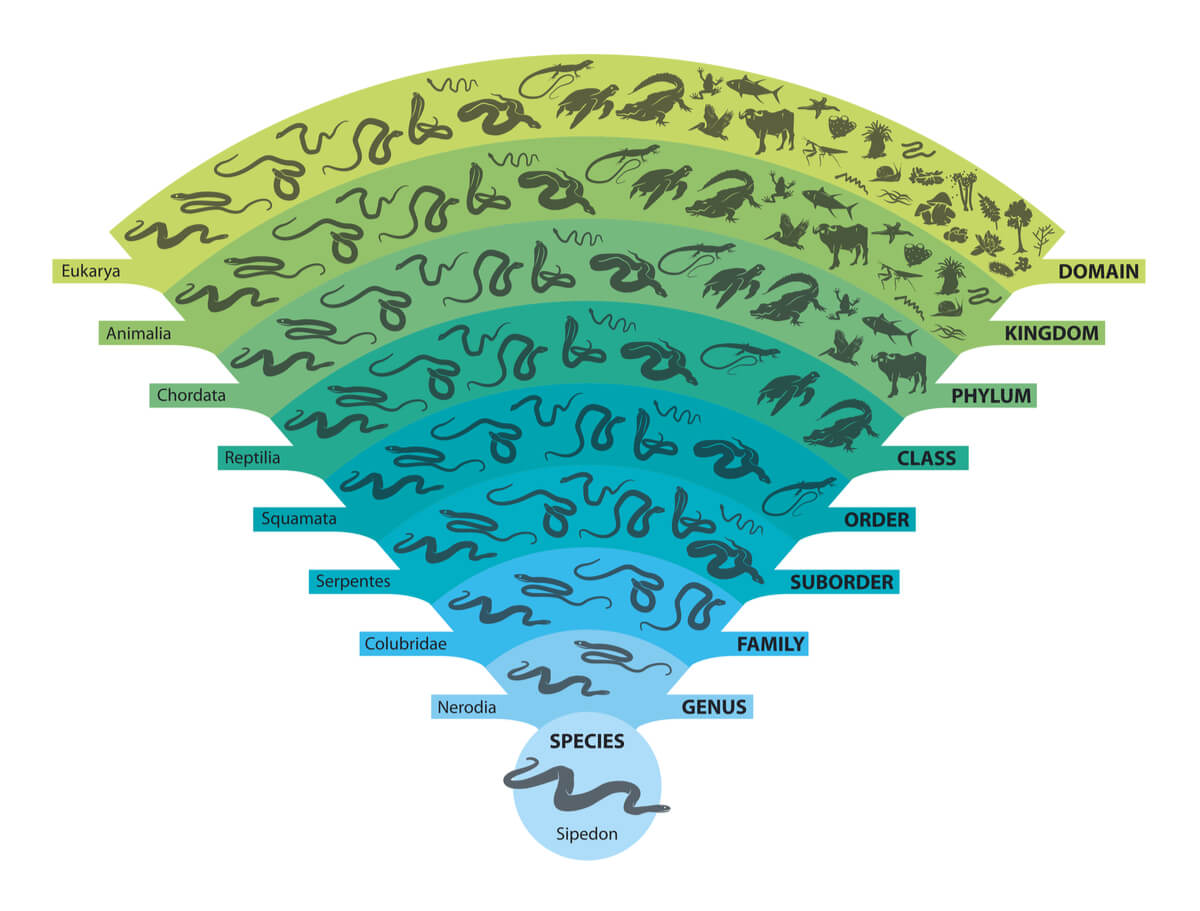 Concepto de taxonomía.