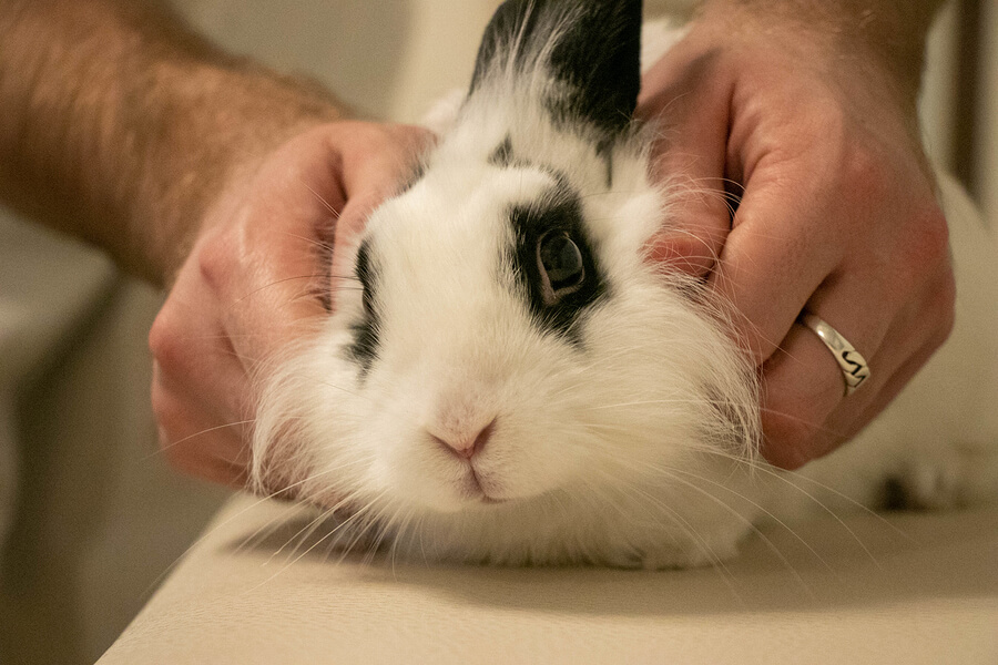 Conejo doméstico siendo sujetado durante una consulta.