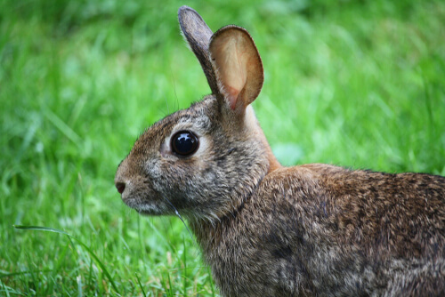 La mixomatosis diezmó poblaciones de conejos en todo el mundo