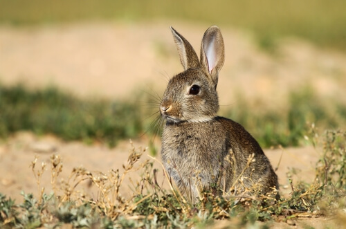 Importancia del conejo en el ecosistema mediterráneo