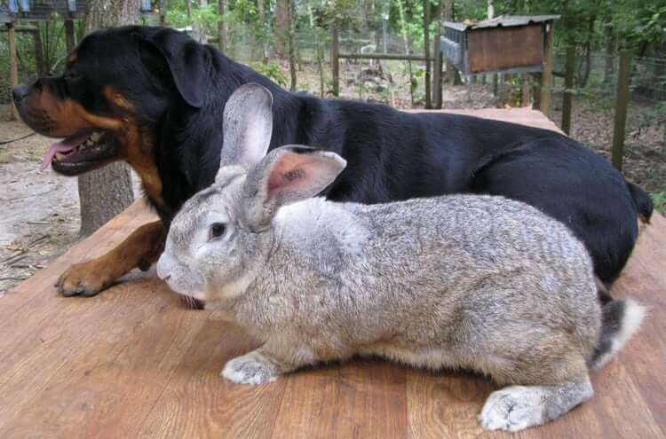 Conejo gigante junto a un perro rottweiler.