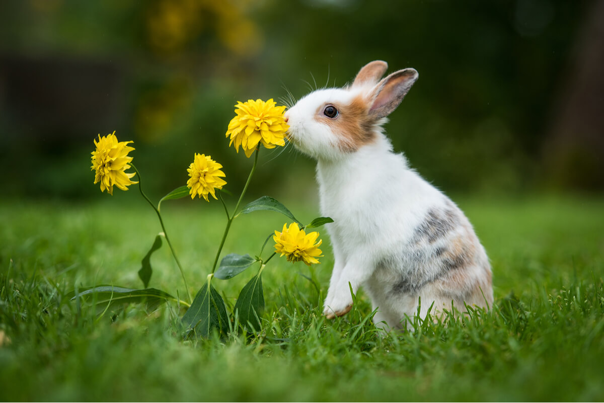 Alimentar al conejo correctamente es esencial para su bienestar.