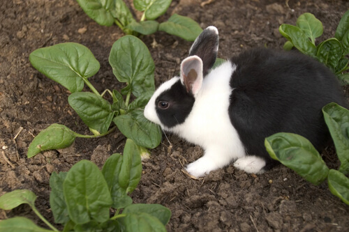 Conejos y espinacas: 4 cosas que debes tener en cuenta