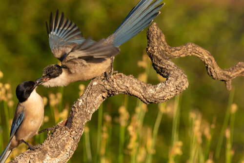 Un corvido macho se gana la atencion de la hembra