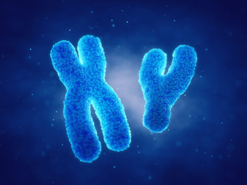Cromosoma masculino y femenino.