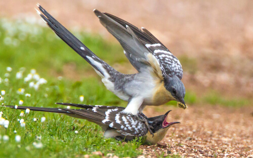 Críalo adulto alimentando a su cría.