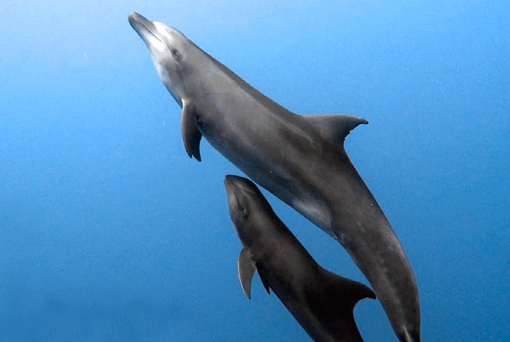 Madre delfín nadando junto a su cría.
