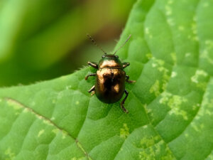 ¿Existió el escarabajo dorado de Edgar Allan Poe?