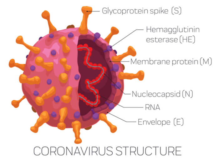 Estructura del coronavirus causante de la pandemia.