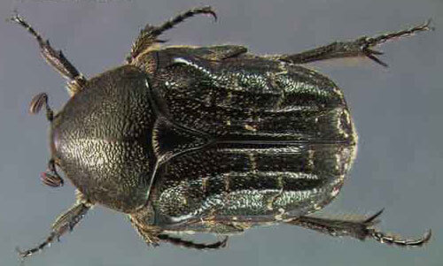 Euphoria sepulcralis