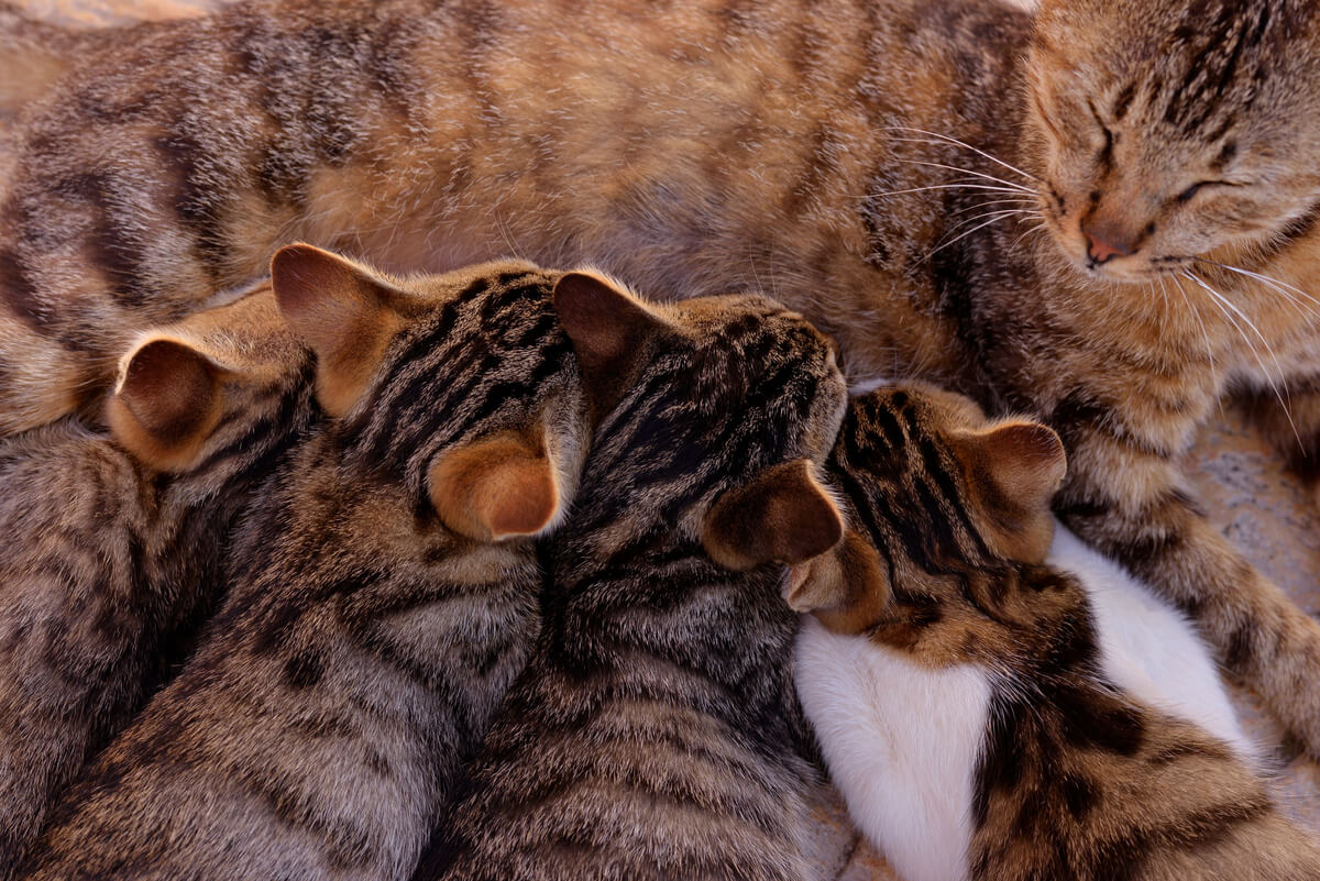 É possível o cio após o parto em gatos?