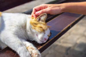 Gato acostado sobre un banco, al sol.