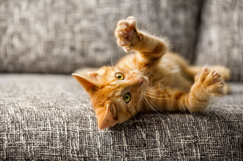 Un gato doméstico mostrando sus garras.