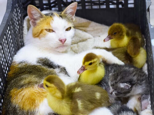 Gata junto a su cría y unos patitos.