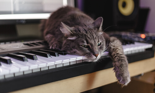 gato dormitando sobre un piano.