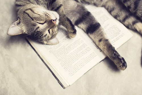 Un gato sobre un libro.