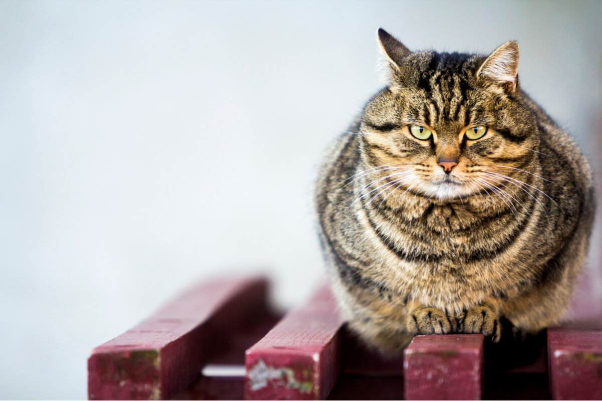 Un gato con sobrepeso mira a cámara.