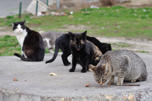Los gatos callejeros pueden conseguir su propio alimento.