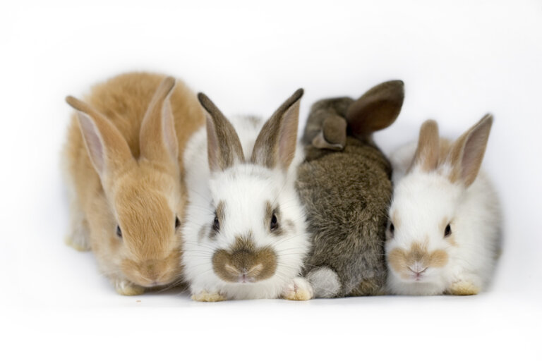 Síndrome vestibular en conejos: ¿de qué se trata?