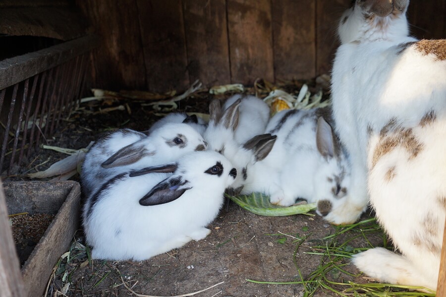 Grupo de conejos jóvenes siendo supervisados por su madre.